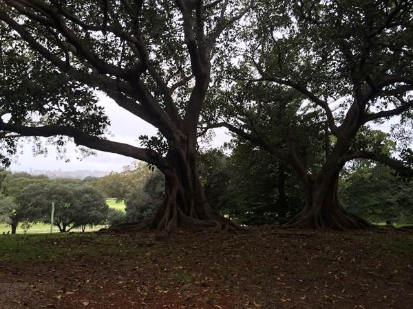 Centennial Park (26/06/2014)