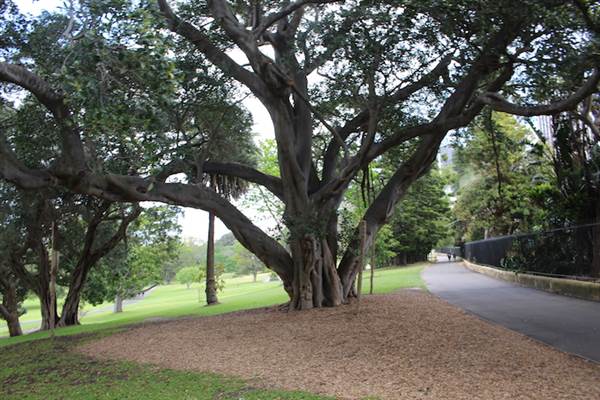 Maiden Theatre - Royal Botanic Garden Sydney (24/10/2014)