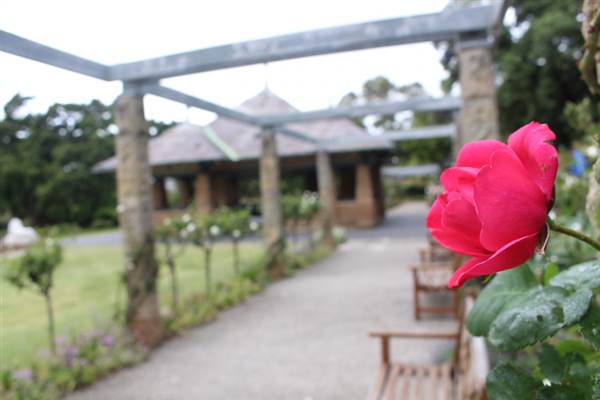 Rose Garden & Pavilion - Royal Botanic Garden Sydney (24/10/2014)