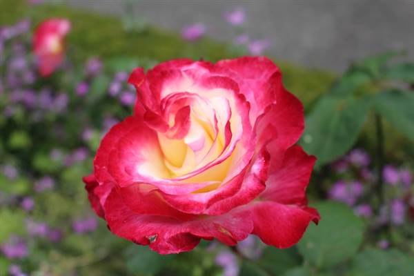 Rose Garden & Pavilion - Royal Botanic Garden Sydney (24/10/2014)