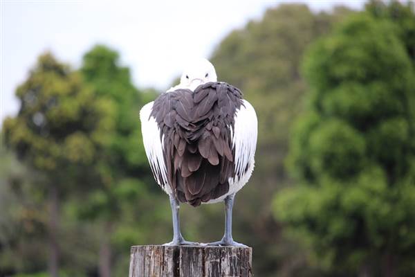 Centennial Park - Duck Pond (24/10/2014)