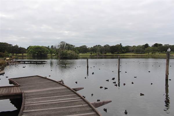 Centennial Park - Duck Pond (24/10/2014)