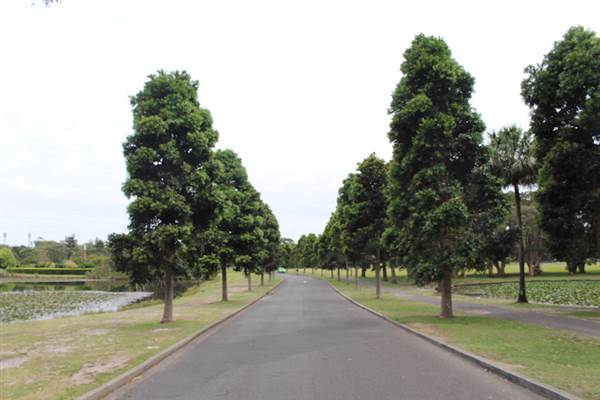 Centennial Park - Lachlan Reserve (24/10/2014)