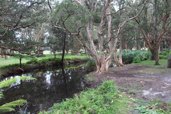 Centennial Park - Lachlan Swamp (24/10/2014)