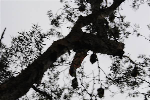 Centennial Park - Lachlan Swamp (24/10/2014)