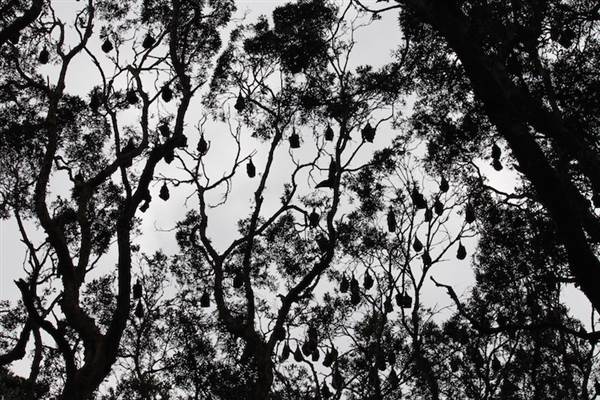 Centennial Park - Lachlan Swamp (24/10/2014)