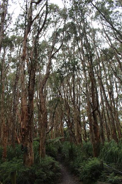 Centennial Park - Lachlan Swamp (24/10/2014)