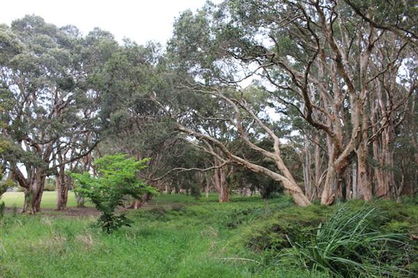 Centennial Park - Lachlan Swamp (24/10/2014)