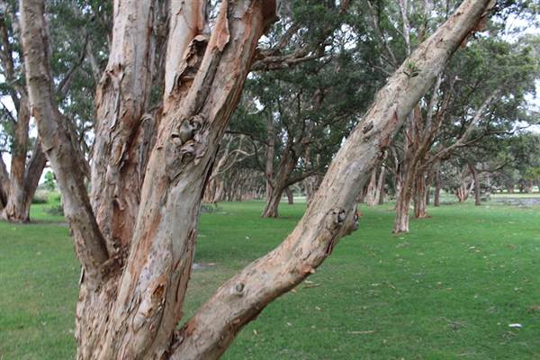Centennial Park - Lachlan Swamp (24/10/2014)