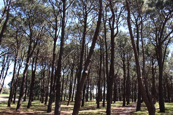 Centennial Park - Pine Grove (24/10/2014)