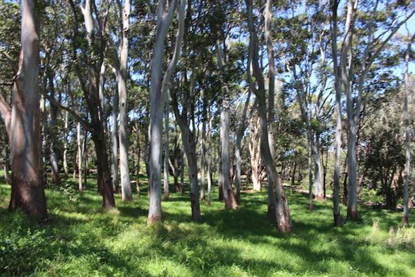 Centennial Park - Sandstone Ridge (24/10/2014)
