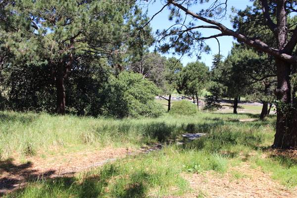 Centennial Park - Sandstone Ridge (24/10/2014)