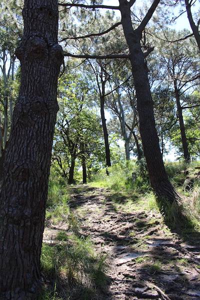 Centennial Park - Sandstone Ridge (24/10/2014)