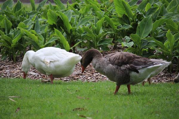 Centennial Park - Frog Hollow (24/10/2014)
