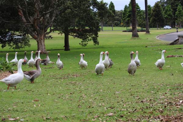 Centennial Park - Frog Hollow (24/10/2014)