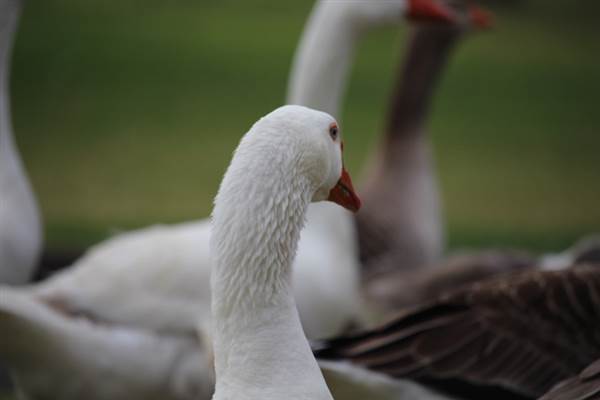 Centennial Park - Frog Hollow (24/10/2014)