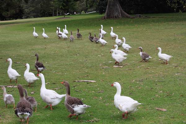 Centennial Park - Frog Hollow (24/10/2014)