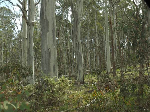 Paddy's River Dam - Paddy's River Dam is inside the Bago State Forrest. It is accessible by 2WD and has large camping areas for tents and caravans. All photos taken along the Roads into Paddy's River Dam and the Walk-ways surrounding the dam. (16/12/2014 - Credits: Eastern Riverina Arts)