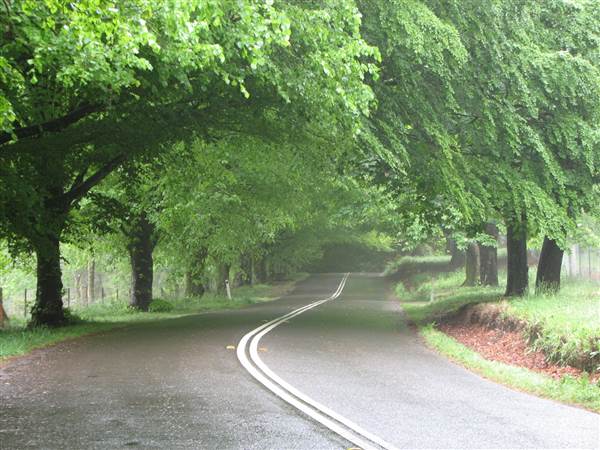 Mount Wilson Roads (24/02/2015 - Credits: Phillip Roope)