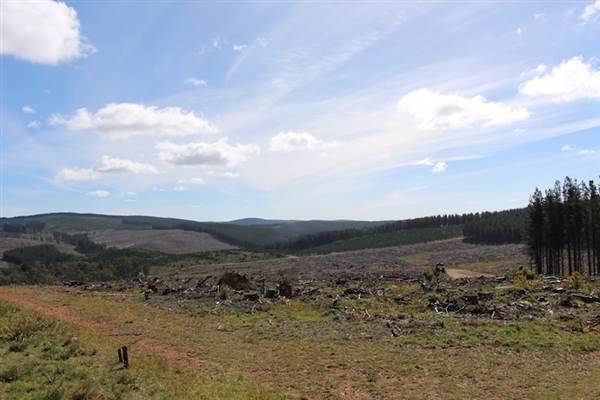 Jenolan State Forest - Logged Area (16/03/2015 - Credits: Jeremy Peek)