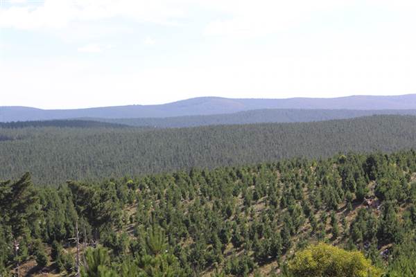 Jenolan State Forest - Logged Area (16/03/2015 - Credits: Jeremy Peek)