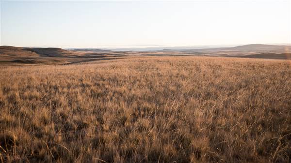 Monaro Plains (20/06/2015 - Credits: Colin McDougall)