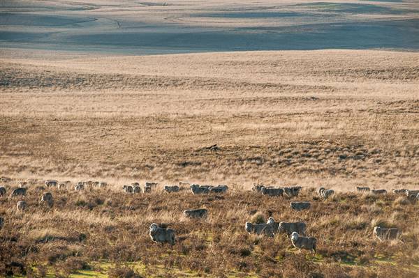 Monaro Plains (20/06/2015 - Credits: Colin McDougall)