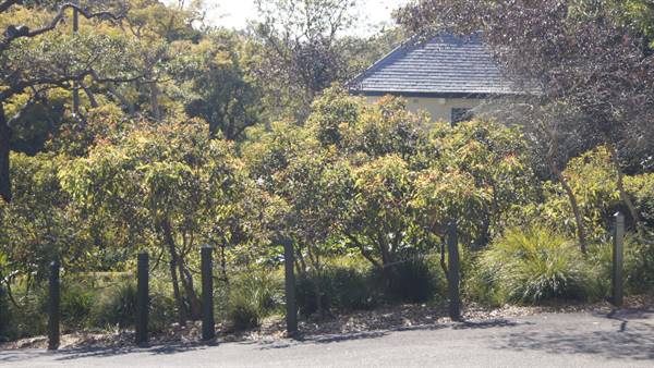 Lion Gate Lodge - Royal Botanic Garden Sydney (13/08/2015 - Credits: Shannon Wheeler)