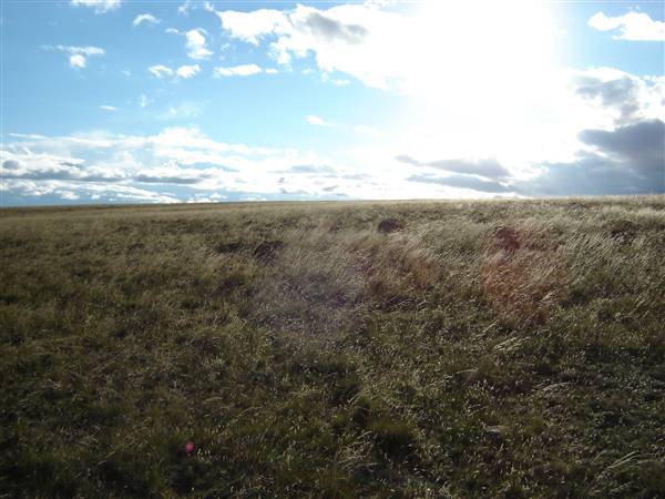 Monaro Plains (1/02/2005 - Credits: Colin McDougall)