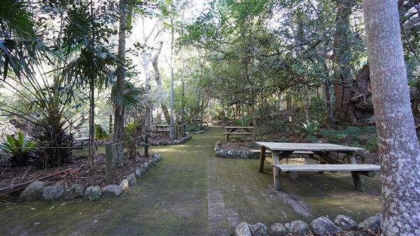 Minnamurra Rainforest Walk - Budderoo National Park (2/07/2016 - Credits: Mary Barltrop)