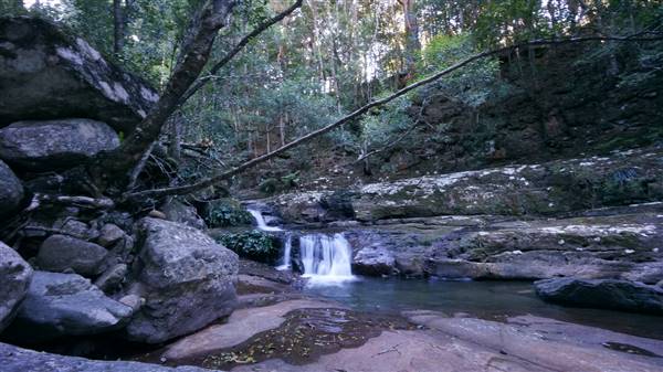 Minnamurra Rainforest Walk - Budderoo National Park (2/07/2016 - Credits: Mary Barltrop)