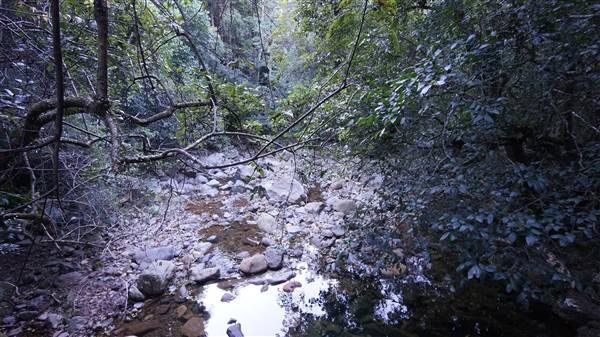 Minnamurra Rainforest Walk - Budderoo National Park (2/07/2016 - Credits: Mary Barltrop)