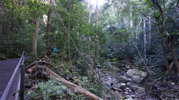 Minnamurra Rainforest Walk - Budderoo National Park (2/07/2016 - Credits: Mary Barltrop)