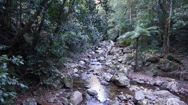 Minnamurra Rainforest Walk - Budderoo National Park (2/07/2016 - Credits: Mary Barltrop)