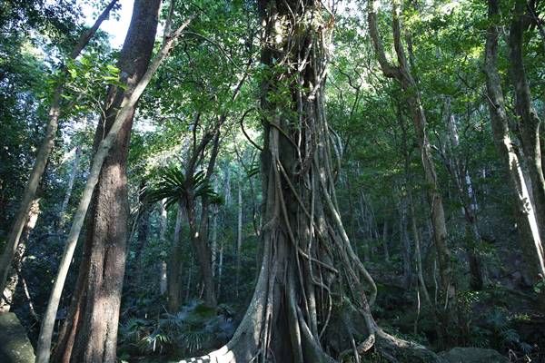 Mount Keira Scout Camp File 1 (5/07/2016)