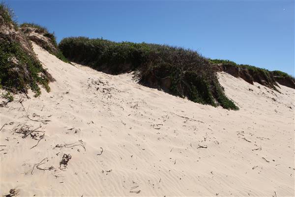 Long Reef Beach (15/10/2016 - Credits: John Harris)