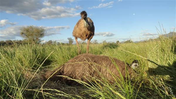 Emu Logic (17/01/2017)