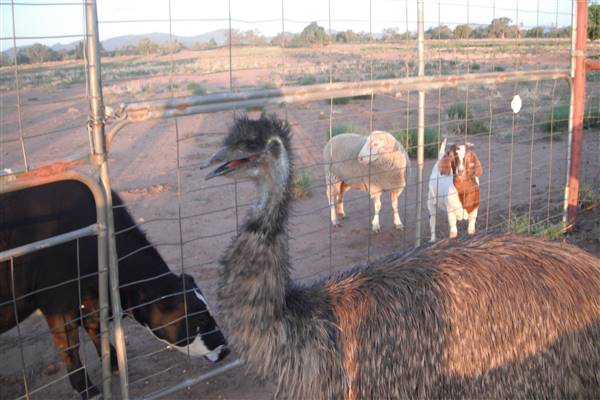 Emu Logic (17/01/2017)