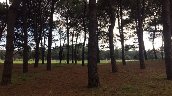 Centennial Park - Pine Grove (30/04/2017 - Credits: Shannon Wheeler)