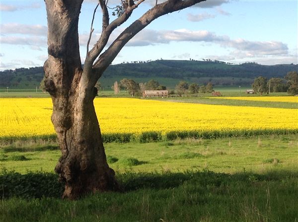 Canola Crops - Liverpool Plains farmland (24/08/2017 - Credits: Liverpool Plains Visitor Information Centre)
