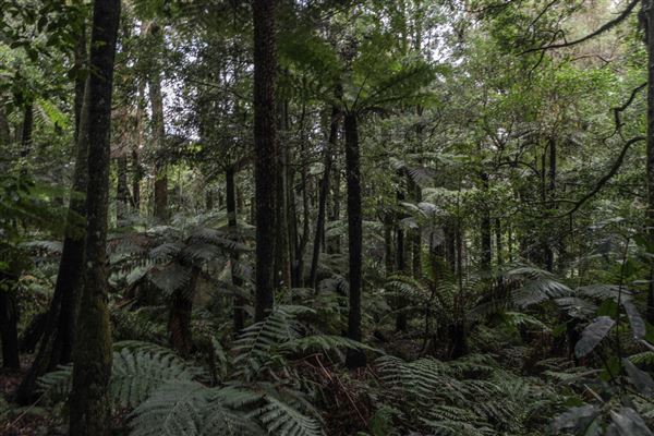 Cathedral of Ferns - Mount Wilson (31/10/2018)