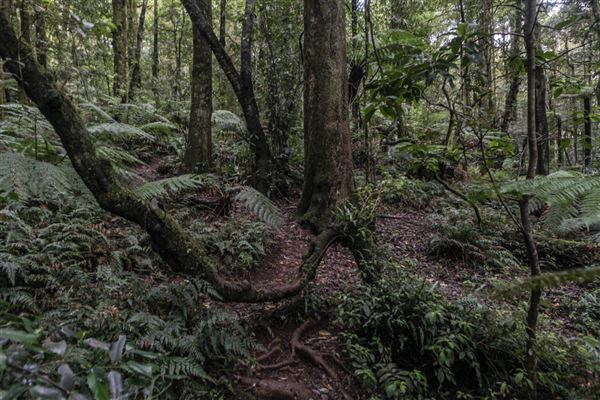 Cathedral of Ferns - Mount Wilson (31/10/2018)