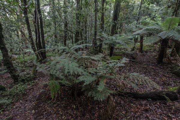 Cathedral of Ferns - Mount Wilson (31/10/2018)