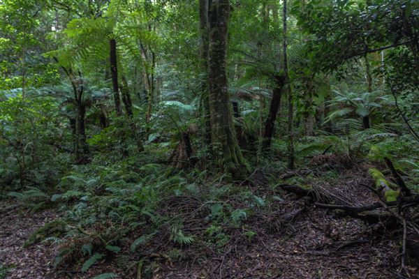 Cathedral of Ferns - Mount Wilson (31/10/2018)