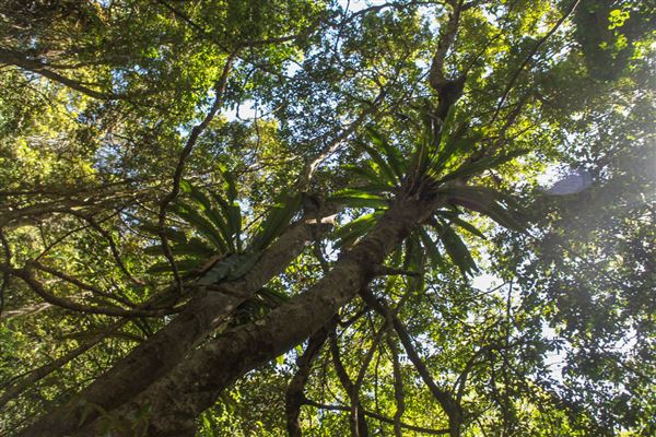 Minnamurra Rainforest Walk - Budderoo National Park (30/10/2018)