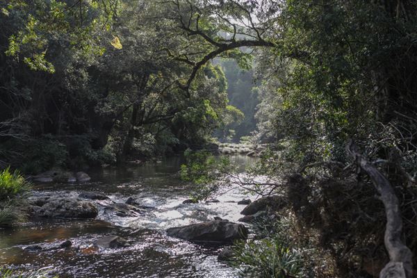 Whian Whian Falls (1/11/2018)