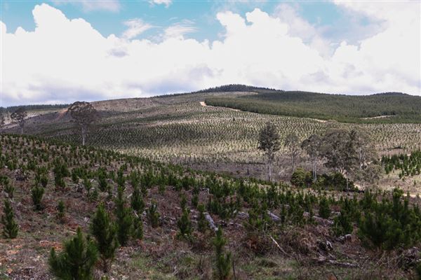 Jenolan State Forest - Logged Area (31/10/2018)