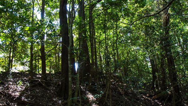 Glengariff Estate Rainforest (15/10/2019 - Credits: Jeremy Peek)