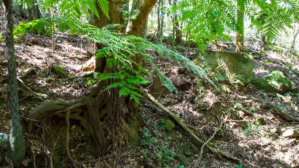 Glengariff Estate Rainforest (15/10/2019 - Credits: Jeremy Peek)