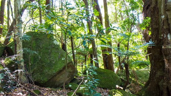 Glengariff Estate Rainforest (15/10/2019 - Credits: Jeremy Peek)